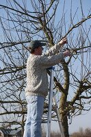 Man cuts back apple tree (Malus) in spring