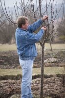 Mann lichtet Apfelbaum (Malus) im Frühjahr aus und entfernt Wassertriebe