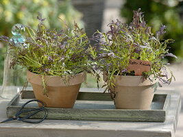 Red rocket (Brassica juncea) in clay pots