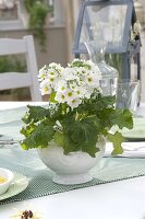 Primula malacoides 'Prima White' (Fliederprimel)