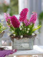 Hyacinthus 'Jan Bos', 'Pink Pearl', Muscari 'White Magic'