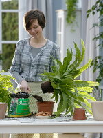 Woman repotting Asplenium nidus (nest fern)