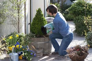 Replant a wooden barrel with Buxus cone in spring