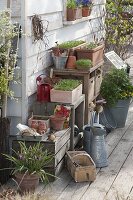 Boxes with young vegetable plants