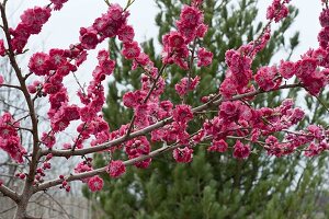 Prunus persica 'Melred' (Red-flowered ornamental peach)