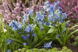 Scilla siberica (Blausternchen)