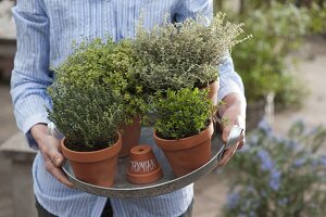 Woman carrying tray with different kinds of thyme