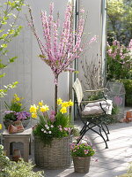 Terrace with almond tree in basket