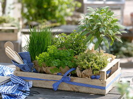 Fruit box with herbs as a gift: sage (Salvia) stems