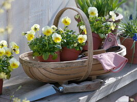 Korb mit Viola cornuta 'Beacon Yellow' (Hornveilchen)