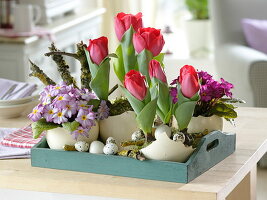 Tulipa 'Couleur Cardinal' (Dufttulpen), Primula 'Wanda' (Teppichprimel)