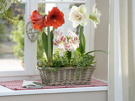 Fenster mit Hippeastrum 'Red Lion', 'Flaming Striped', 'Nymph' gefüllt