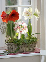 Fenster mit Hippeastrum 'Red Lion', 'Flaming Striped', 'Nymph' gefüllt