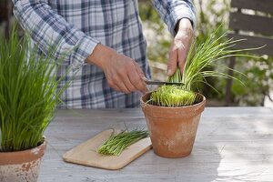 Harvest chives from the pot, divide and replenish