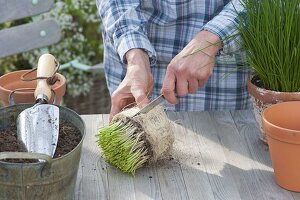 Harvest chives from the pot, divide and replenish