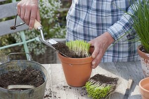 Harvest chives in the pot, divide and replenish