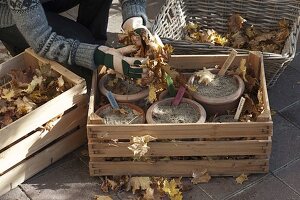 Für bunten Frühlingsflor Zwiebeln im Herbst in Töpfe legen