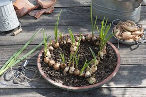 Heart stuck from onions