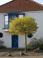 Hauseingang mit blühendem Acer platanoides 'Globosum' (Kugelahorn)