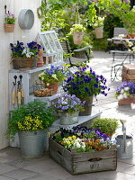 Hornveilchen-Arrangement auf der Frühlings-Terrasse