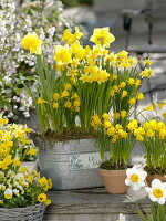 Narcissus 'Yellow River', 'Tete a Tete' (Narzissen), Narcissus 'Golden Bells'