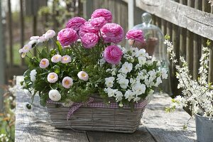 Korbkasten mit Ranunculus (Ranunkeln), Bellis (Tausendschön)