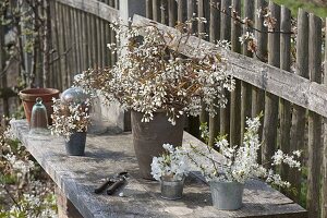 Cut branches of flowering shrubs to make cuttings