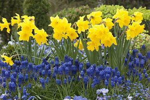 Narcissus (daffodils) and Muscari (grape hyacinths) in a spring bed