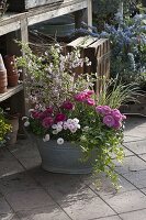 Zinc tub with Ranunculus (ranunculus), Prunus incisa (ornamental cherry)