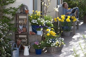 Spring terrace with Magnolia denudata 'Golden Dream'