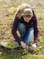 Woman harvesting flowers of Tussilago farfara (coltsfoot)