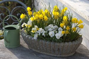 Narcissus bulbocodium 'Golden Bells' (Reifrock-Narzisse, Wildnarzisse)