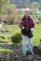 Ribes sanguineum 'King Edward' (blood currant) before planting