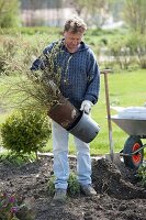 Spiraea arguta (bridal spirea) before planting out of plastic pot