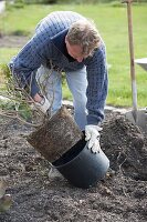 Hydrangea paniculata (shrub hydrangea) for planting