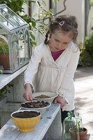 Girl sowing wheat grass for Easter