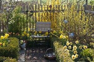 Cottage garden with Forsythia 'Lynwood Gold' (Goldbell), Narcissus