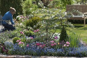 Bed with Malus (ornamental apple), Buxus (boxwood), Myosotis