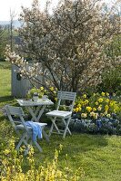 Small seating area on the lawn in front of Amelanchier laevis (Bare Rock Pear)
