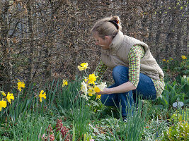Frau pflückt Narcissus (Narzissen) vor Hecke aus Carpinus