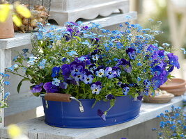 Viola cornuta Callisto 'Denim' 'Blue with Blotch', Myosotis