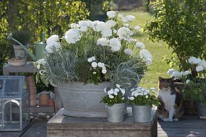 Zinc tub with white ranunculus (ranunculus), curry herb