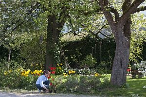 Spring bed under large trees