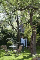 Shade garden under large trees