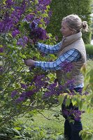 Frau schneidet Syringa (Flieder) für die Vase