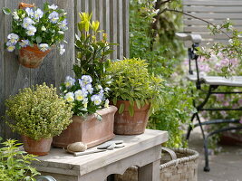 Mediterranean herbs in terracotta vessels