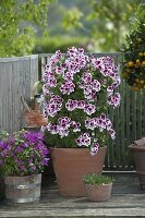 Pelargonium grandiflorum 'Candy' (geranium) grown as a pyramid