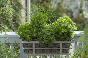 Basket box with lemon balm (Melissa), chives