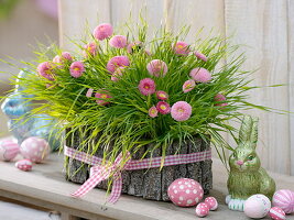 Decorate wheatgrass in bark box with bellis