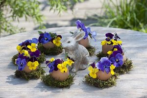 Ausgeblasene Eier als Vasen mit Viola-Blüten